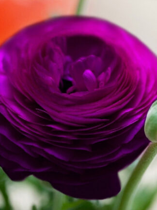 Ranunculus Purple boglárka, virághagyma