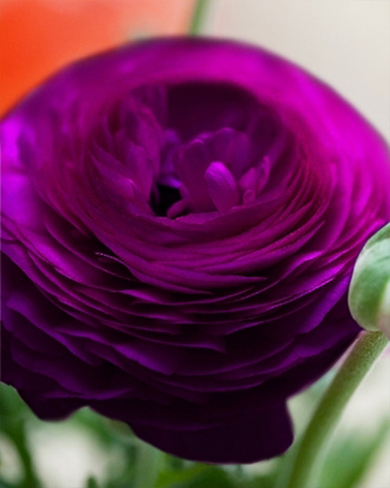 Ranunculus Purple boglárka, virághagyma