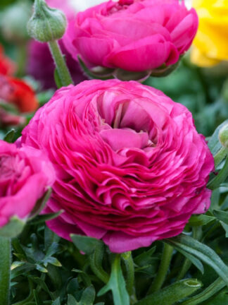 Ranunculus Pink