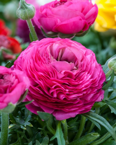 Ranunculus Pink