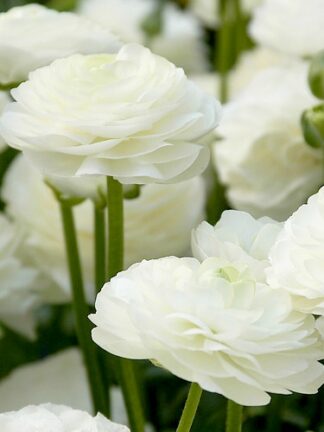 Ranunculus White