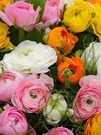 Ranunculus Pastel Mix