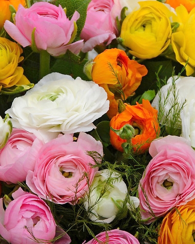 Ranunculus Pastel Mix