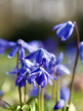 Scilla Siberica