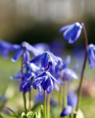 Scilla Siberica