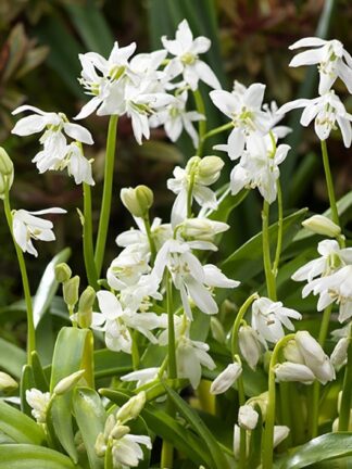 Scilla Sib. Alba