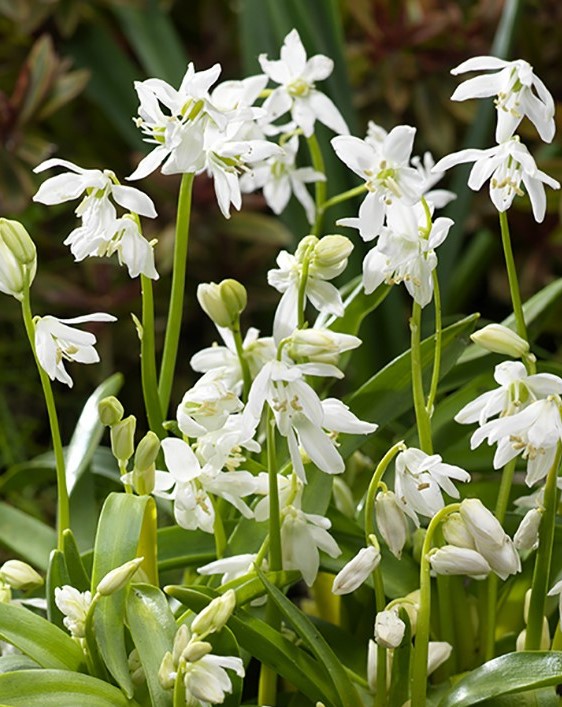 Scilla Sib. Alba