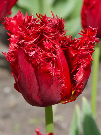 Tulip Barbados tulipán, virághagyma