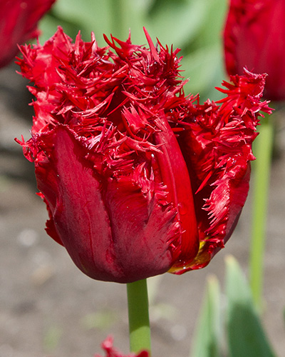 Tulip Barbados tulipán, virághagyma
