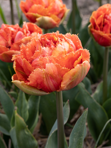 Tulip Brisbane tulipán, virághagyma