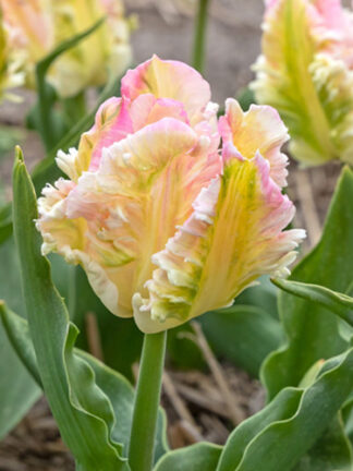 Tulip Cabanna