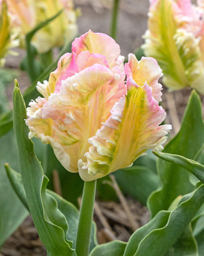 Tulip Cabanna