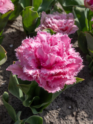 Tulip Cairns