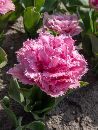 Tulip Cairns