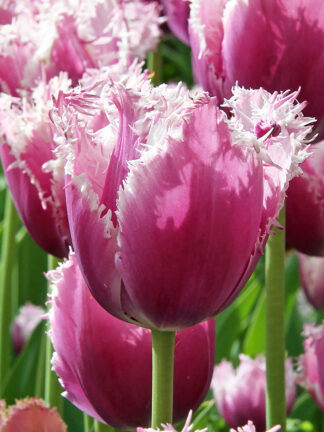 Tulip Crunchy Cummins