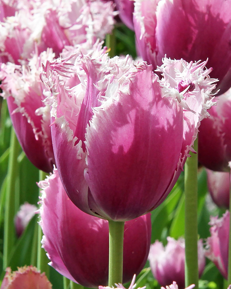 Tulip Crunchy Cummins