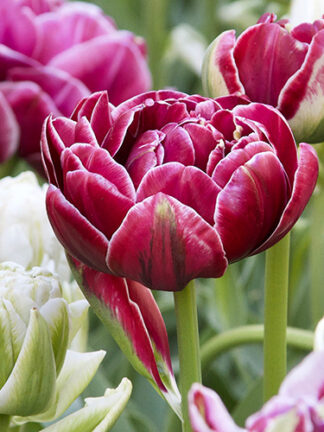 Tulip Dream Touch