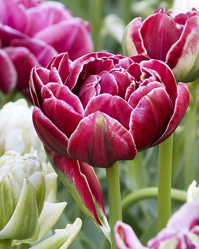 Tulip Dream Touch