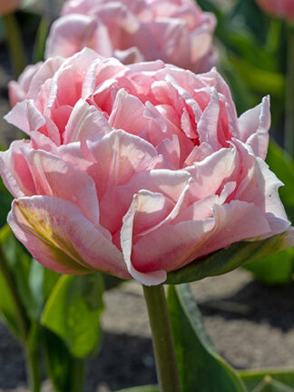 Tulip Dreamer