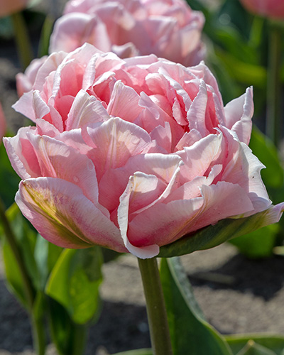 Tulip Dreamer