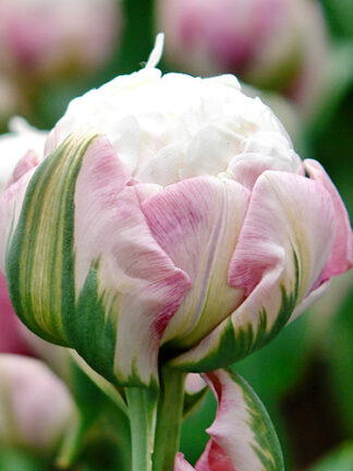 Tulip Ice Cream