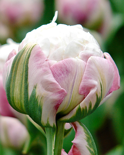 Tulip Ice Cream