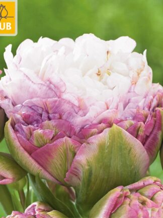 Tulip Peggy Wonder tulipán, virághagyma