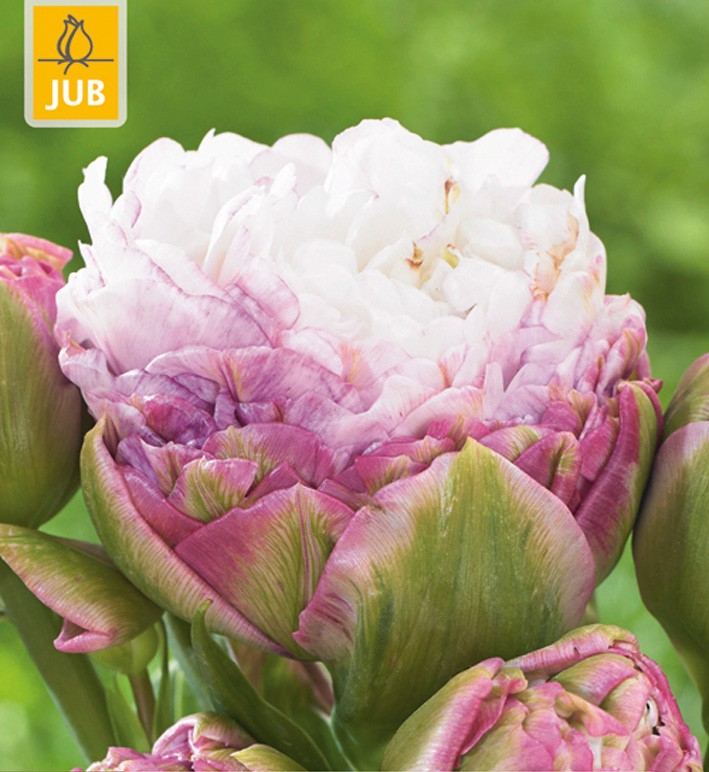 Tulip Peggy Wonder tulipán, virághagyma