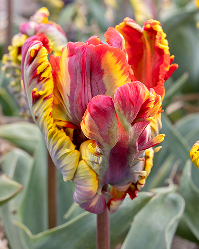 Tulip Rasta Parrot