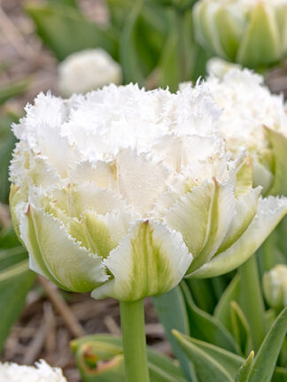 Tulip Snow Crystal