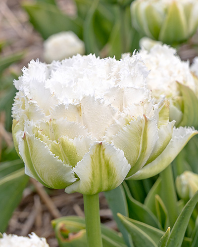 Tulip Snow Crystal