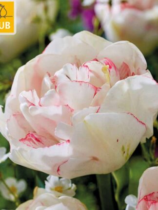 Tulip Wild Romance