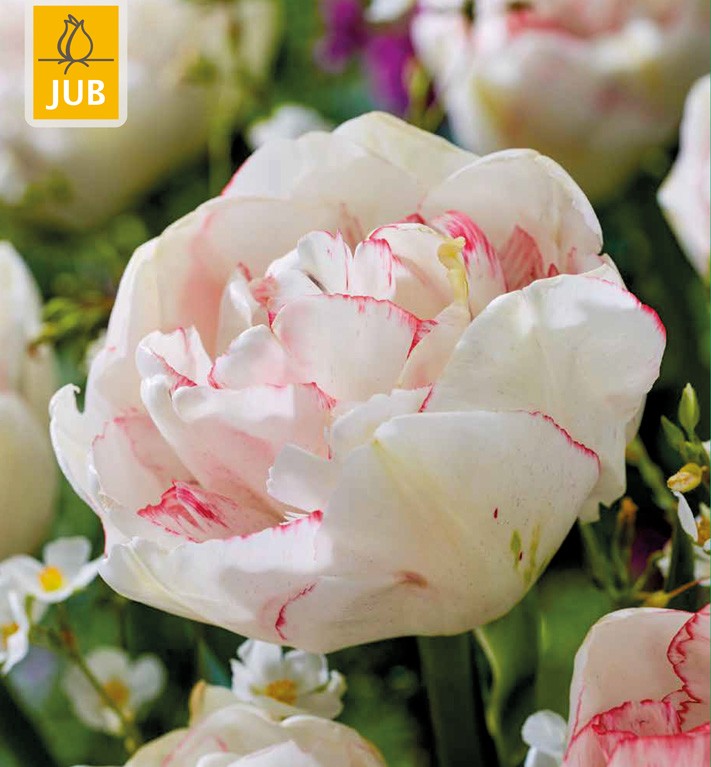 Tulip Wild Romance