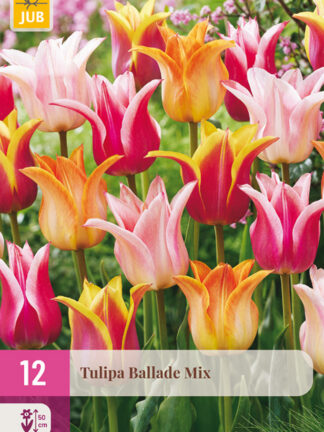 Tulip "Ballada" Mix 12 db