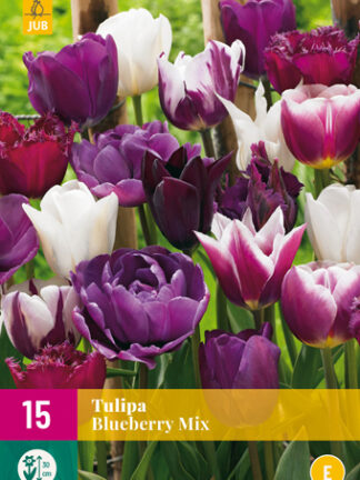 Tulip "Áfonya" Mix 12 db
