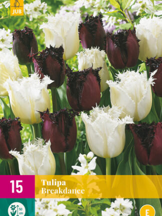 Tulip "Breakdance" Mix 15 db