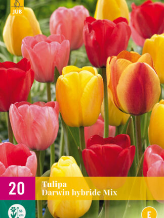 Tulip Darwin Hibrid Mix 15 db