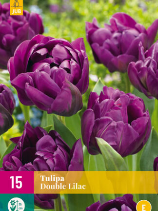Tulip "Telt lila" Mix 12 db