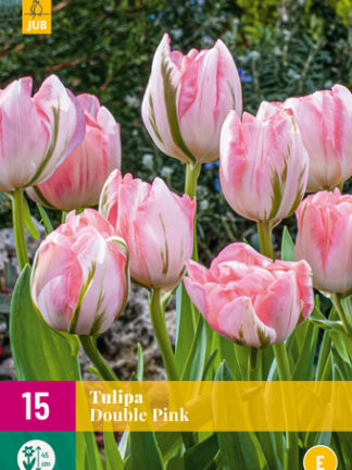 Tulip "Telt pink" Mix 12 db