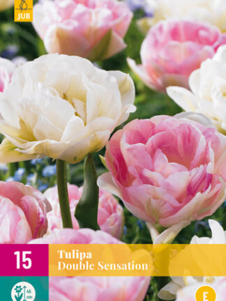 Tulip "Telt érzés" Mix 12 db