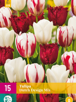 Tulip "Holland dizájn" Mix 15 db