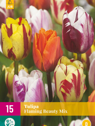 Tulip "Lángoló szépség" Mix 15 db