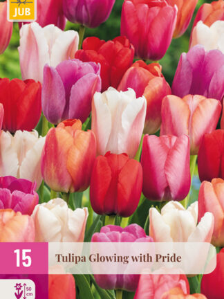 Tulip "Büszkeségtől ragyogó" Mix 15 db