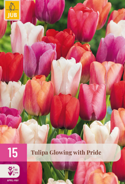 Tulip "Büszkeségtől ragyogó" Mix 15 db