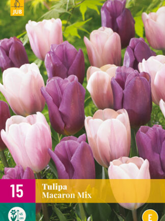 Tulip "Mandulás csók" Mix 12 db