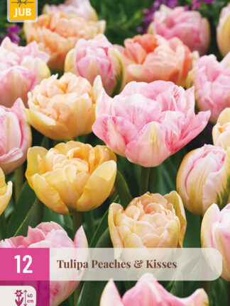 Tulip "Barackos csók" Mix 12 db