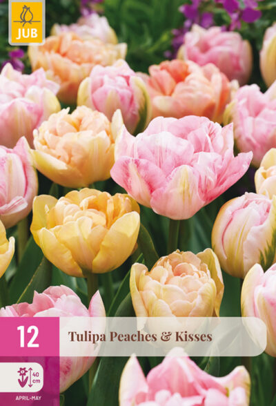 Tulip "Barackos csók" Mix 12 db