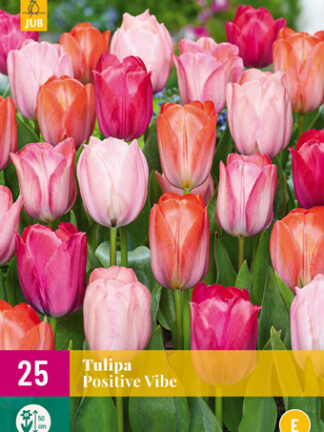 Tulip "Pozitív kisugárzás" Mix 20 db