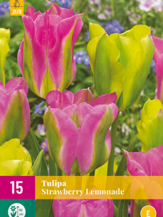 Tulip "Epres limonádé" Mix 12 db