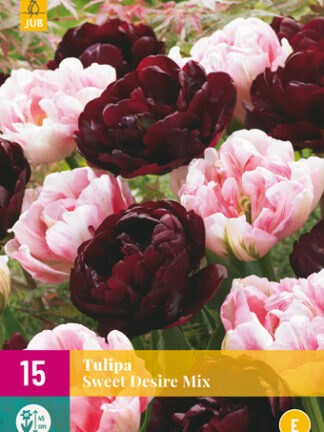 Tulip " Vágyakozás" Mix 12 db